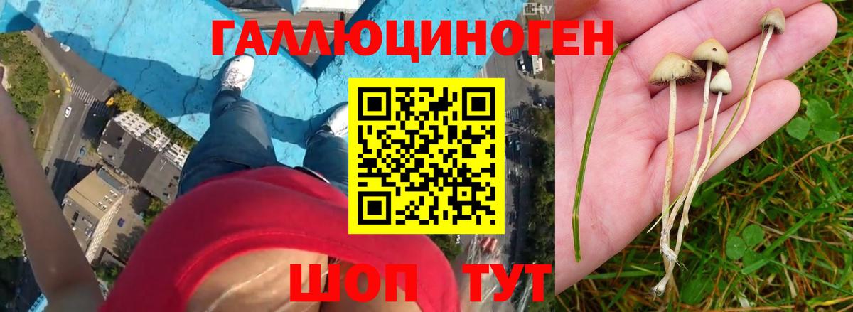 Псилоцибиновые грибы Cubensis  Вход с VPN  Глазов 